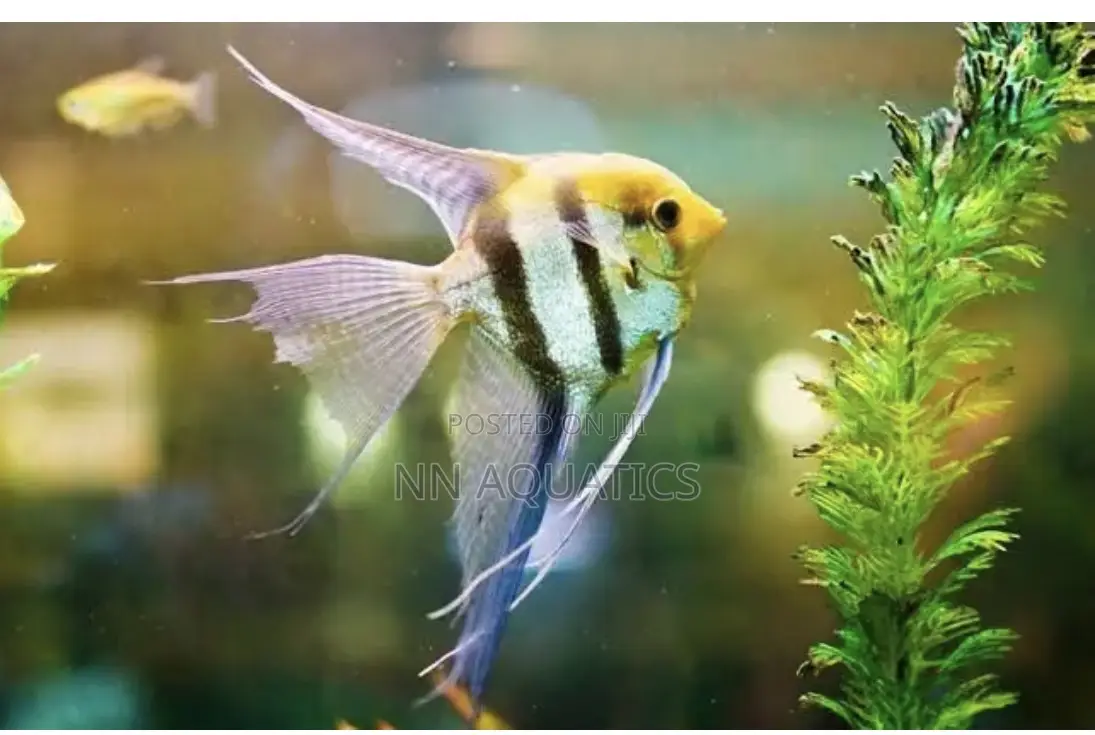 Angel Fish