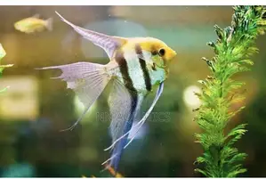 Angel Fish