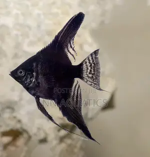 Angel Fish