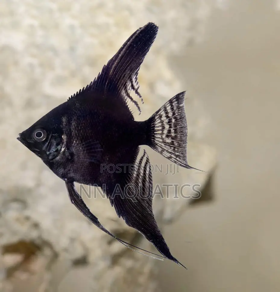 Angel Fish
