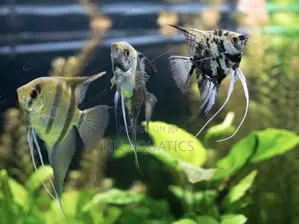 Angel Fish