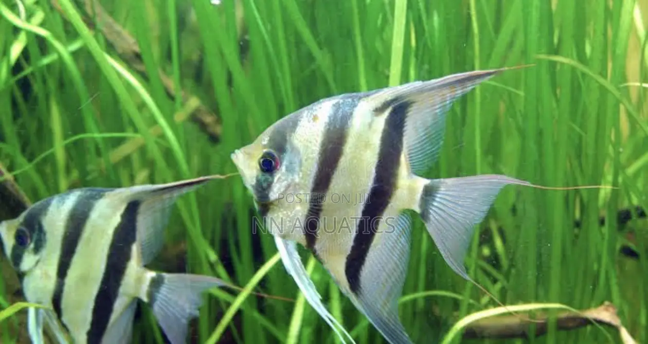 Angel Fish