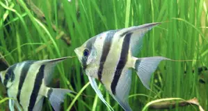 Angel Fish