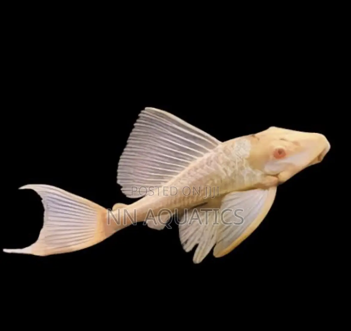 Pleco Small