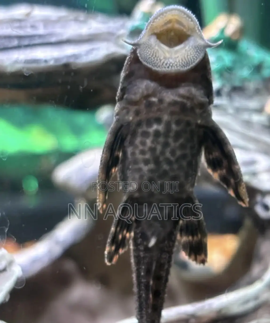 Pleco Small