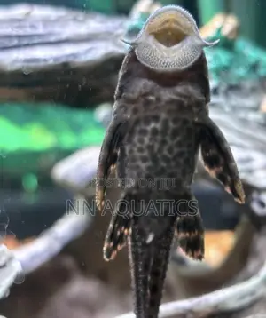 Pleco Small