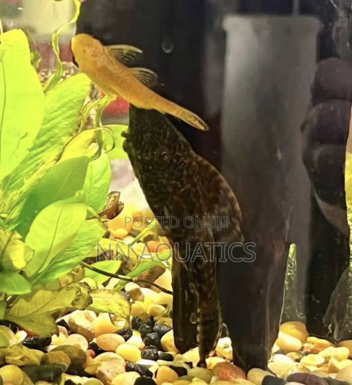 Pleco Small