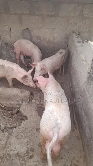 Pigs Piglet Weaners Golt and Boar Preggy for Sale