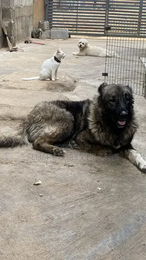 1+ year Female Purebred Caucasian Shepherd