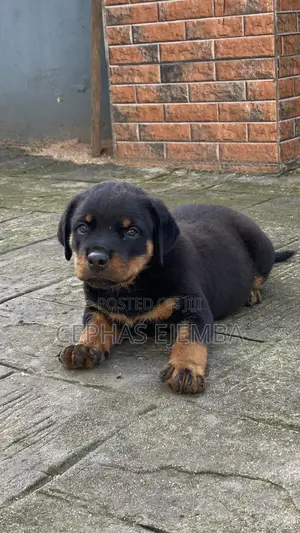 0-1 month Male Purebred Rottweiler