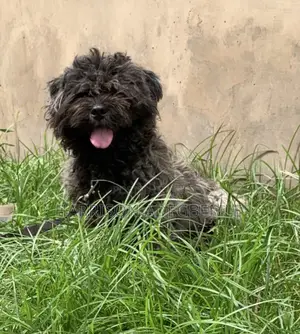 1+ year Male Purebred Lhasa Apso
