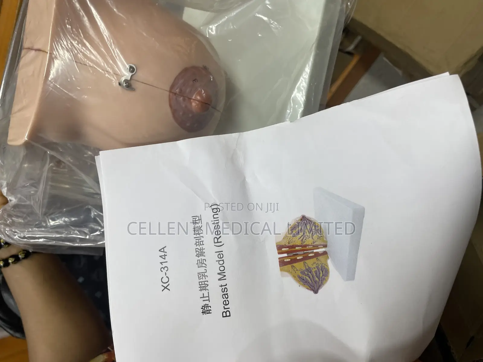 Breast Model
