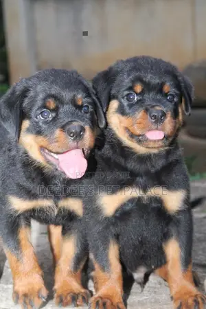 1-3 months Male Purebred Rottweiler