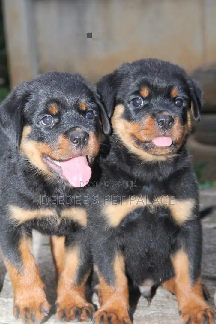 1-3 months Male Purebred Rottweiler