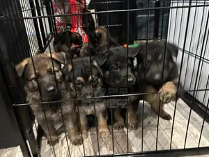 1-3 months Female Purebred German Shepherd