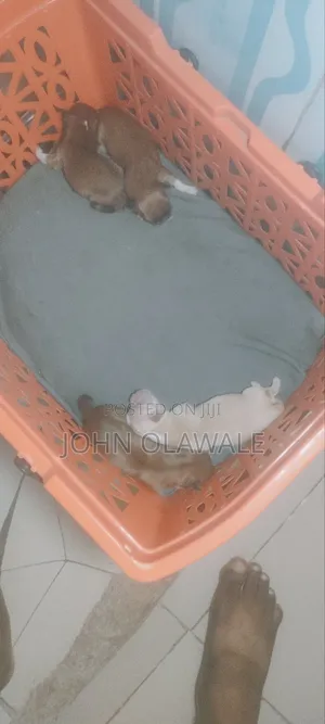 1-3 months Male Purebred Lhasa Apso