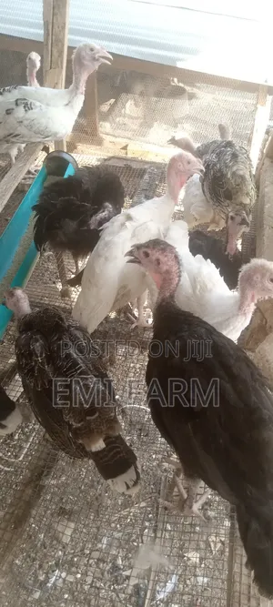 11weeks Local Turkey for Sale