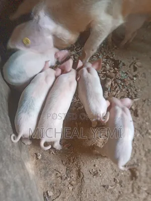 Large White Baby Piglets