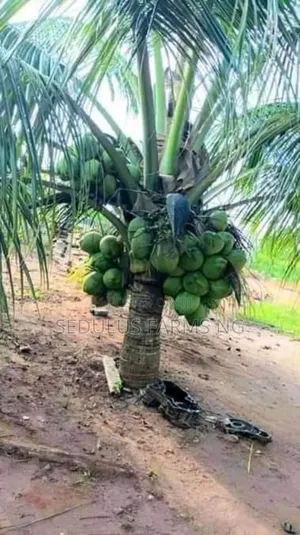 Dwarf Hybrid Coconut Nursary