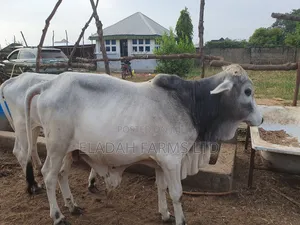 Livestock Sales