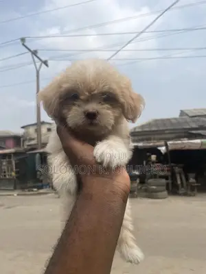 1-3 months Female Purebred Lhasa Apso