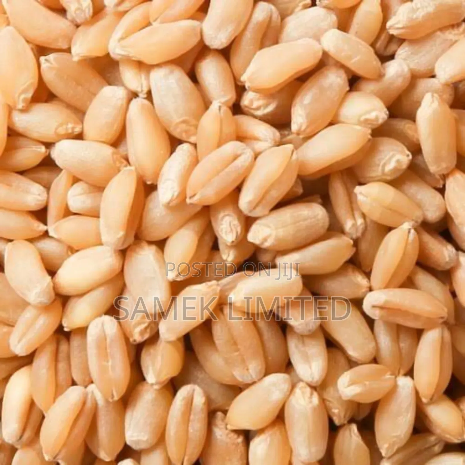Wheat Seed 1paint