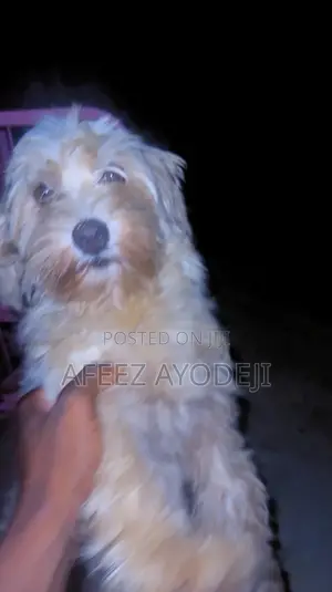 1+ year Female Purebred Lhasa Apso