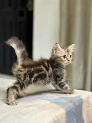 1-3 months Male Purebred Persian