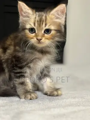 1-3 months Male Purebred Persian