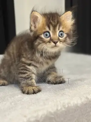 1-3 months Male Purebred Persian