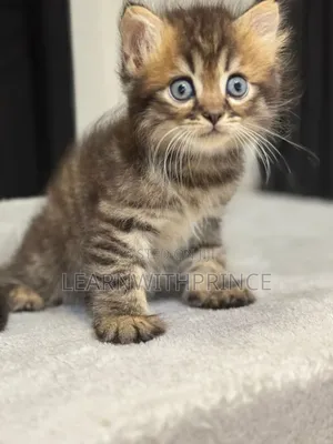 1-3 months Male Purebred Persian