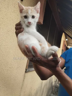 1-3 months Female Mixed Breed Persian
