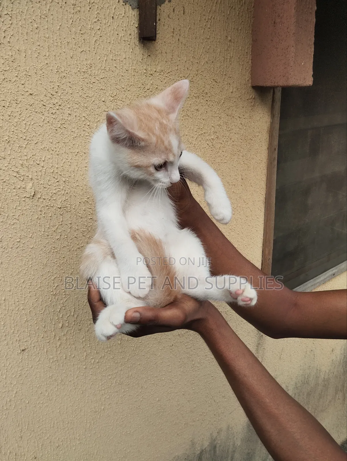 1-3 months Female Mixed Breed Persian