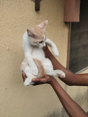 1-3 months Female Mixed Breed Persian