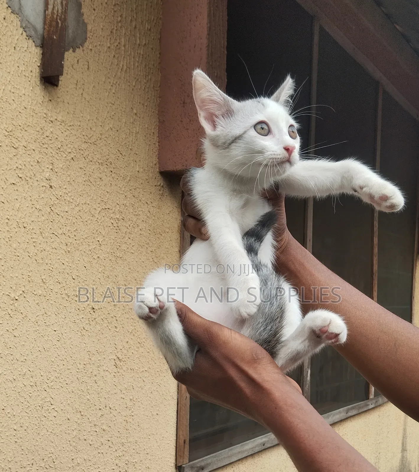 1-3 months Female Mixed Breed Persian