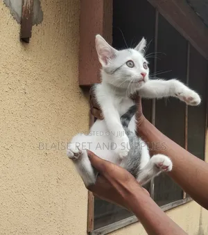 1-3 months Female Mixed Breed Persian