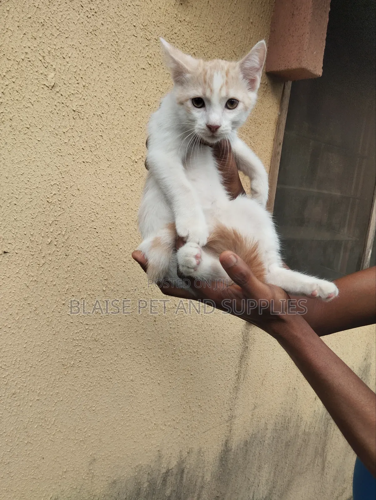 1-3 months Female Mixed Breed Persian