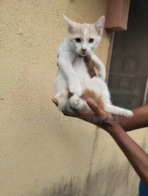 1-3 months Female Mixed Breed Persian