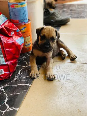 1-3 months Female Purebred Boerboel