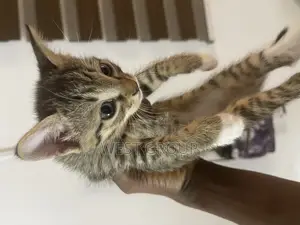 1-3 months Male Mixed Breed Persian