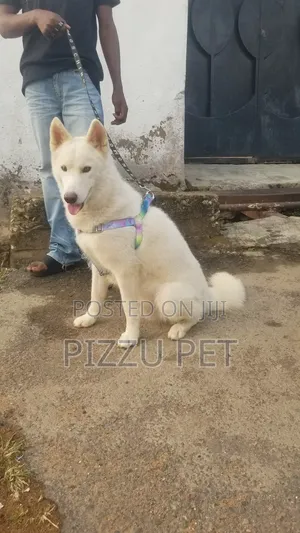 1+ year Male Purebred Siberian Husky