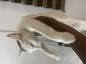 1+ year Male Mixed Breed Persian