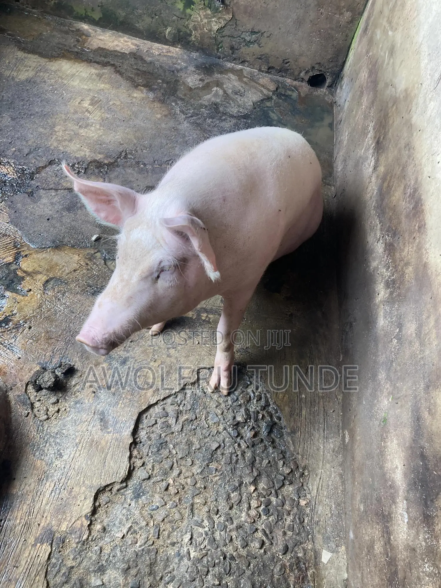 Pigs Available