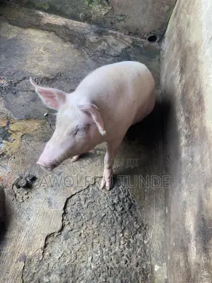 Pigs Available