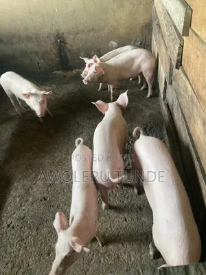 Pigs Available