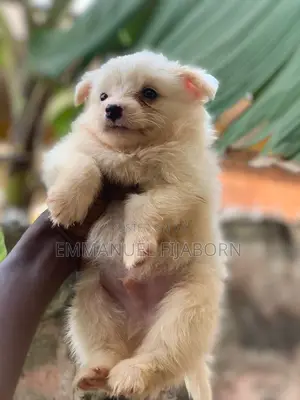 1-3 months Male Purebred American Eskimo