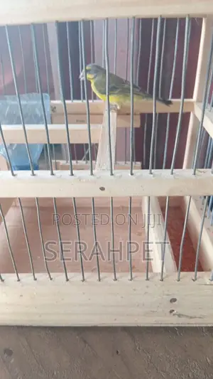 Canery Bird for Sale