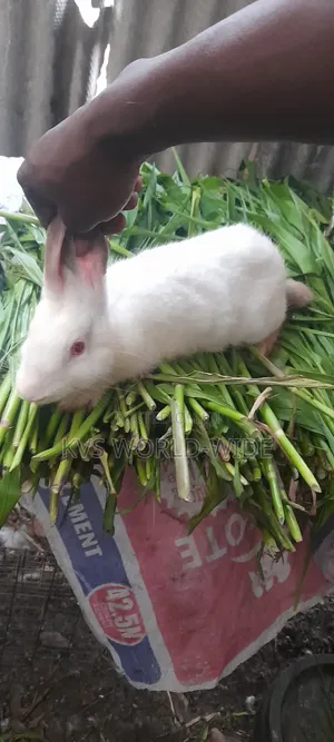 KVS Rabbit Farm
