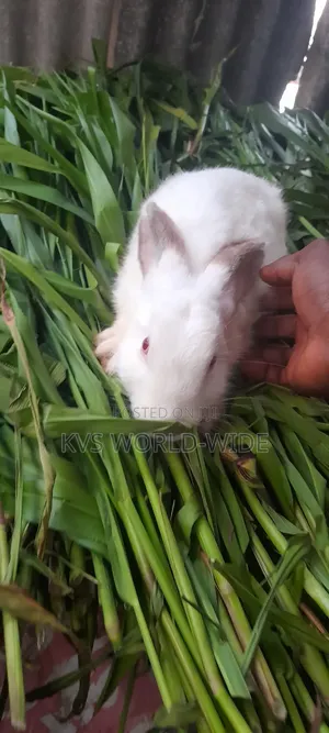 KVS Rabbit Farm