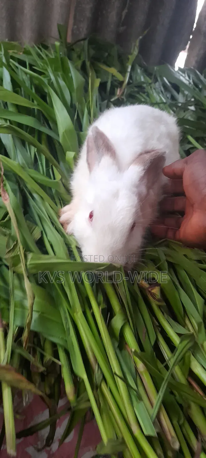 KVS Rabbit Farm